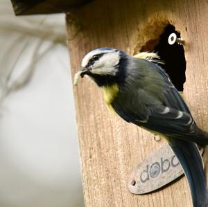 Blue Tit