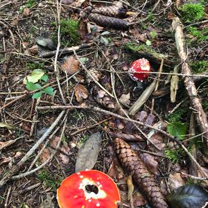 Fly Agaric