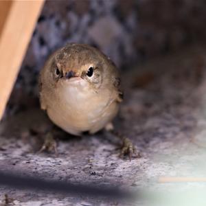 Common Chiffchaff