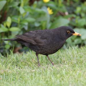 Eurasian Blackbird