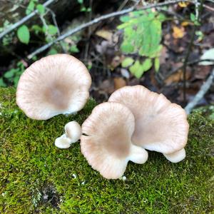 Oyster Mushroom