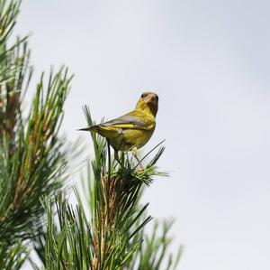 European Greenfinch