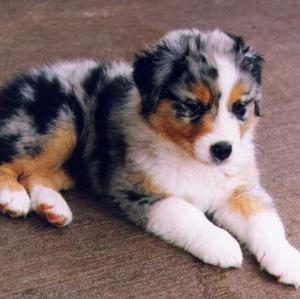 Unknown Breed