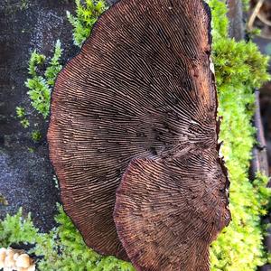 Thick-maze Oak polypore