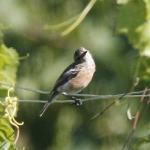 Braunkehlchen