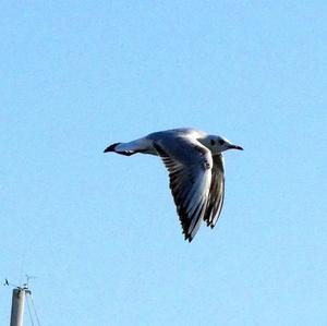 Black-headed Gull