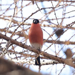 Eurasian Bullfinch