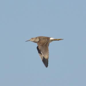 Wood Sandpiper