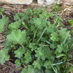 Lady's Mantle