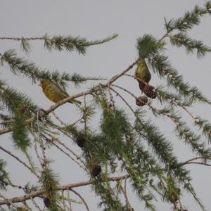 European Greenfinch