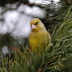 European Greenfinch