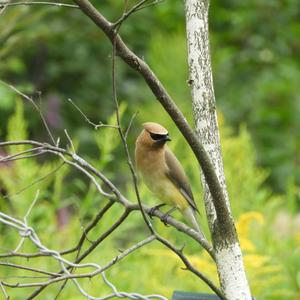 Bohemian Waxwing