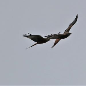 Red Kite