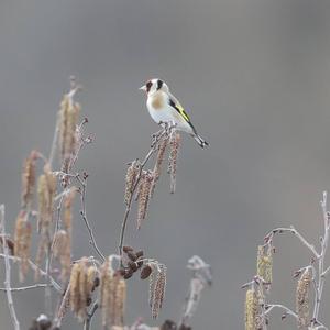 European Goldfinch