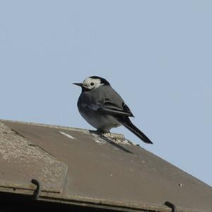 White Wagtail