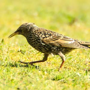 Common Starling