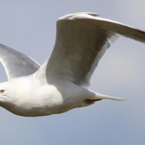 Herring Gull