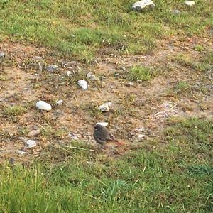 Black Redstart