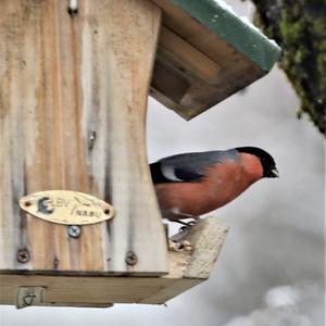 Eurasian Bullfinch