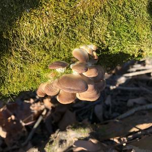 Oyster Mushroom