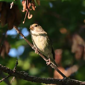 European Greenfinch