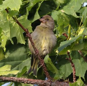 European Greenfinch