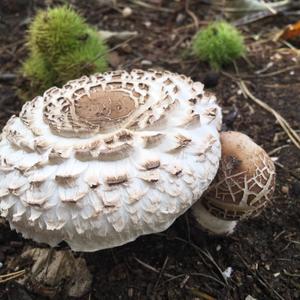 Garden Parasol