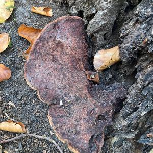 Beefsteak Polypore