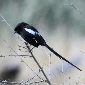 Magpie Shrike