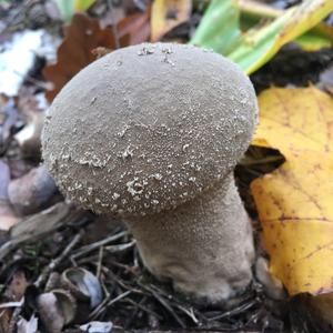 Pestle-shaped Puffball