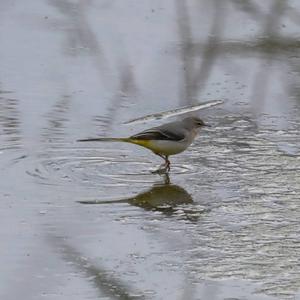 Grey Wagtail