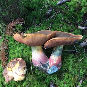 Lurid Bolete