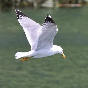 Herring Gull