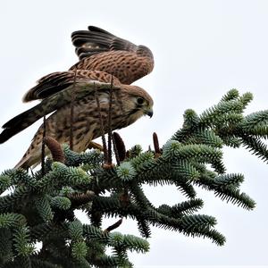 Common Kestrel