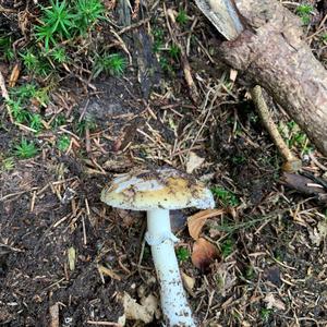 Gemmed Amanita