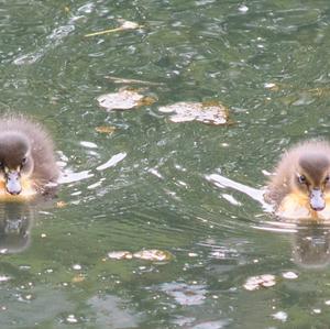 Mallard