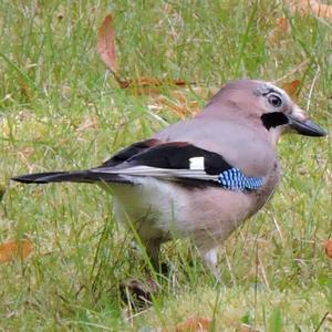 Eurasian Jay