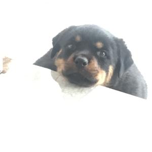 Rottweiler