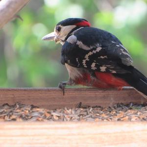 Great Spotted Woodpecker