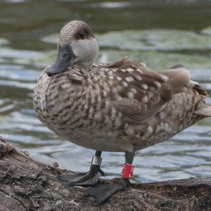 Marbled Teal