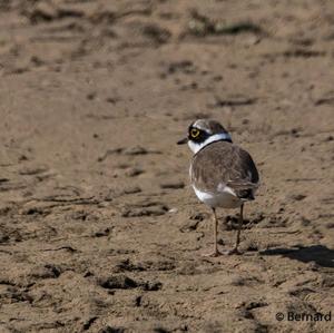 Little Ringed Plover