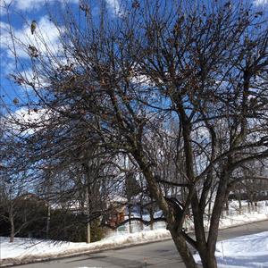 Cedar Waxwing