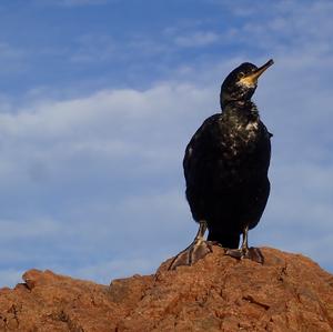 Great Cormorant