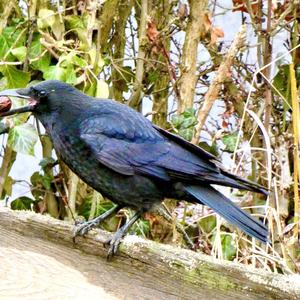 Carrion Crow