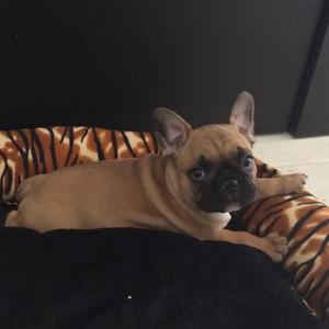 French Bulldog