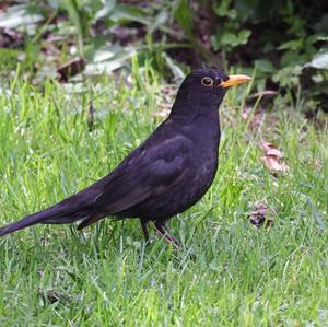 Eurasian Blackbird