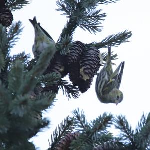 Eurasian Siskin