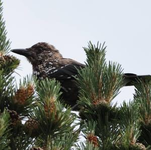 Spotted Nutcracker