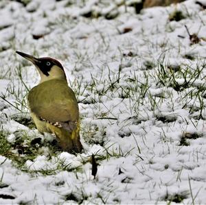 Eurasian Green Woodpecker