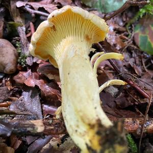 Chanterelle, Common